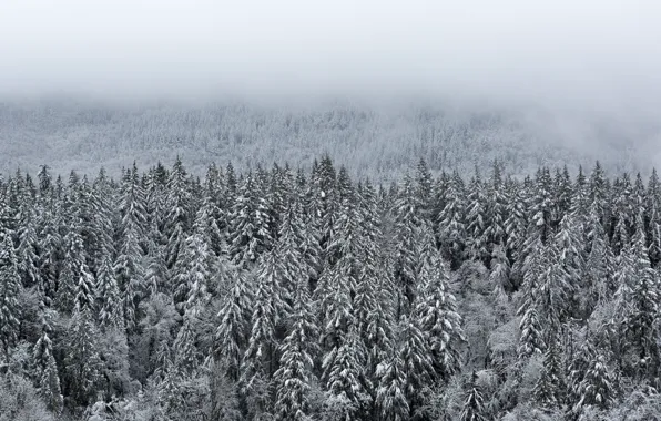 Зима, лес, природа