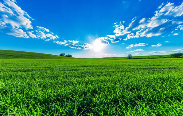 Зелень, поле, лето, небо, трава, солнце, облака, деревья