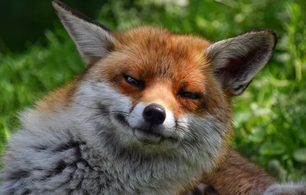 Картинка мордочка, лиса, лисица