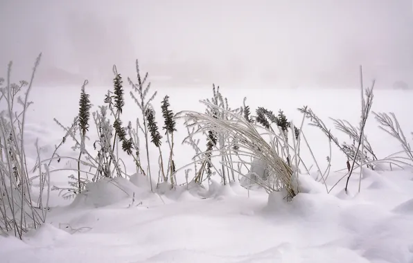 Картинка зима, макро, снег, Природа, nature, winter, snow, macro