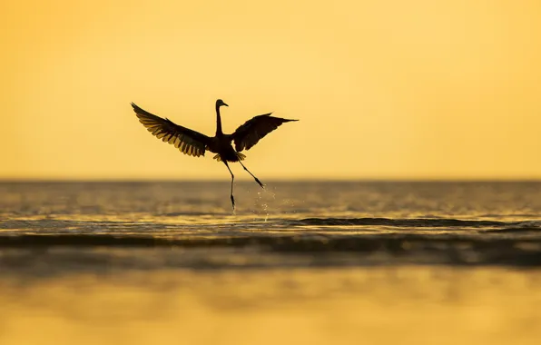 Море, природа, птица