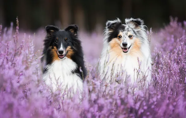 Картинка собаки, боке, две собаки, Шелти, вереск, Шетландская овчарка