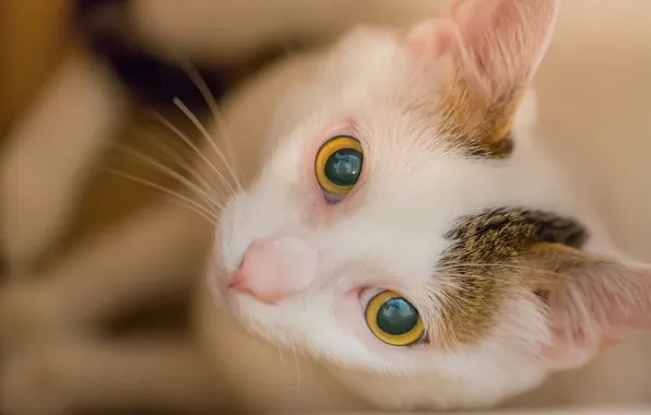 Кошка, глаза, взгляд, морда