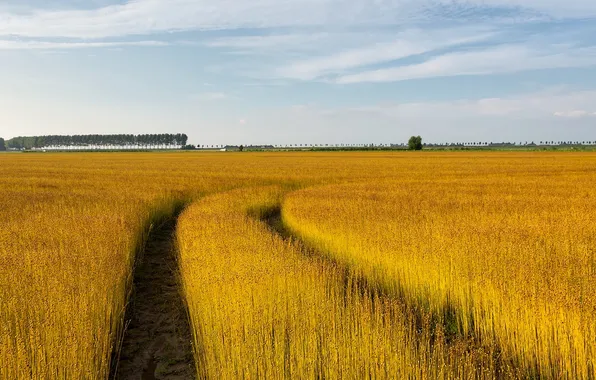 Поле, лето, пейзаж
