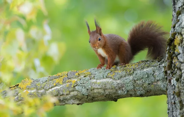 Картинка деревья, белка, зеленый фон, сук