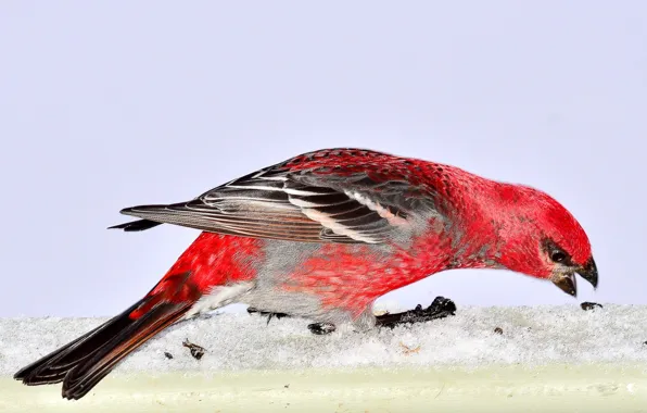 Forest, Canada, Birds, sky, nature, Snow, window, prairie