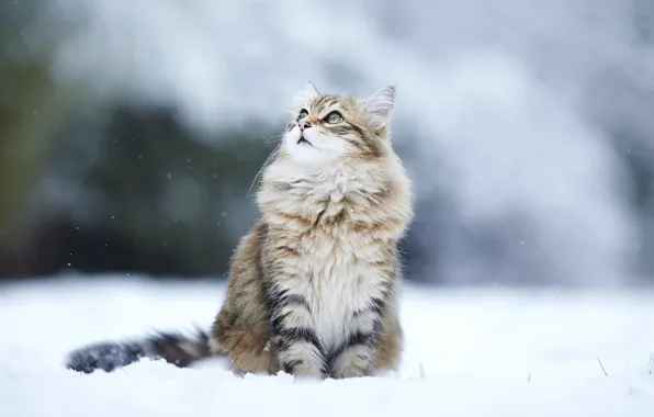 Картинка зима, кошка, взгляд, снег, cat, winter, snow, kitty