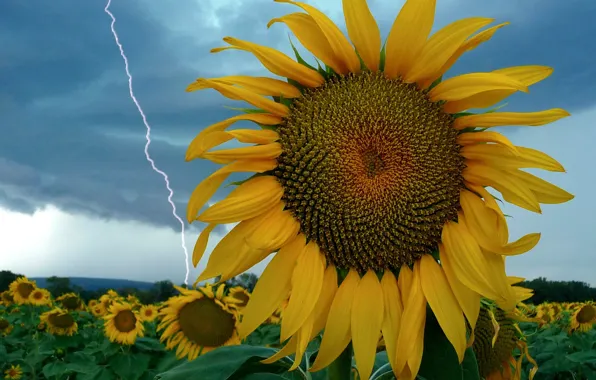 Storm, lightning, sunflower