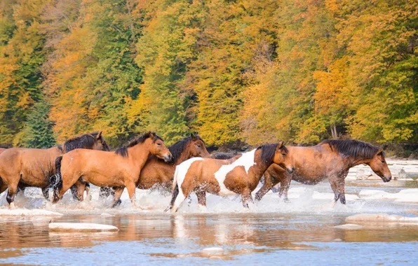 Картинка осень, река, кони, лошади, табун