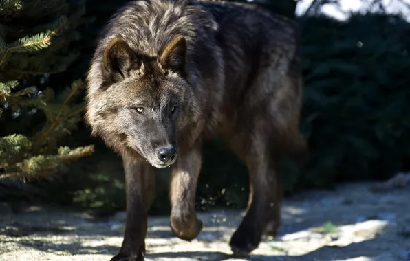 Картинка nature, predator, animal, wolf, wildlife, portrait, portrait., Canis lupus. face