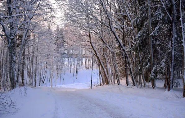 Зима, Снег, Лес, Норвегия, Мороз, Дорожка, Winter, Frost