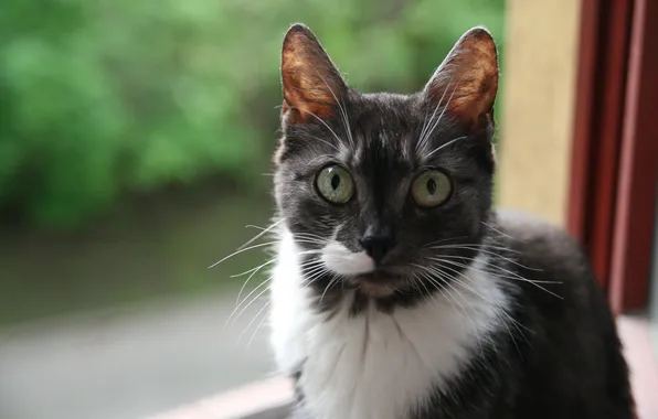 Картинка кот, морда, глазища, большие глаза, серо-белый