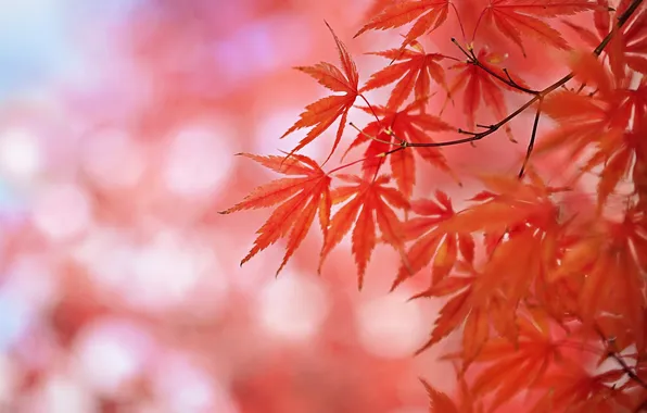 Осень, листья, природа