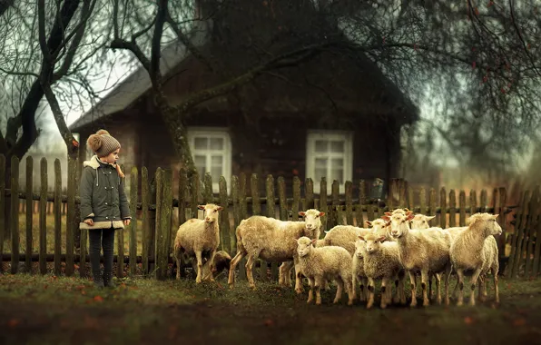 Картинка овцы, деревня, девочка