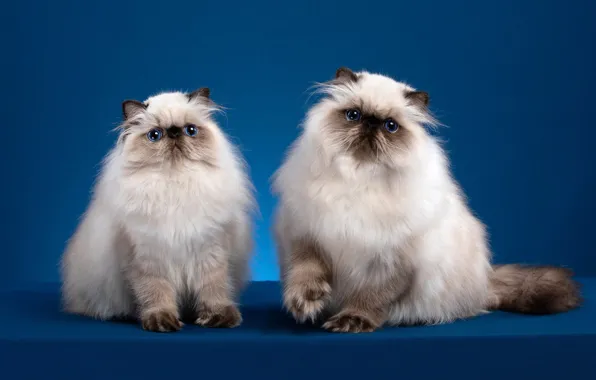 Взгляд, кошки, поза, фон, мордочка, котята, парочка, два