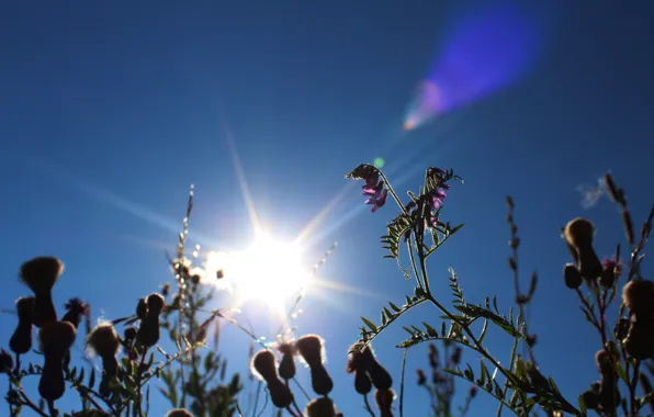 Солнце, тепло, Лето, summer, sun