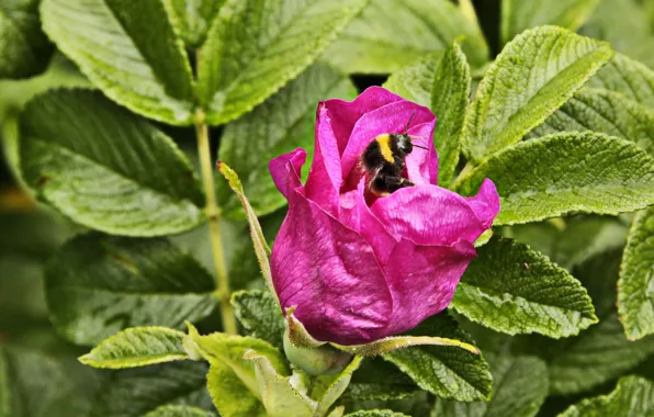 Картинка Макро, Цветок, Пчела, Flower, Macro, Bee