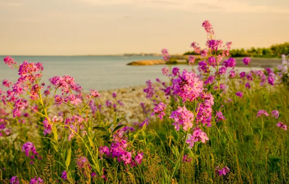 Картинка море, цветы, природа, берег