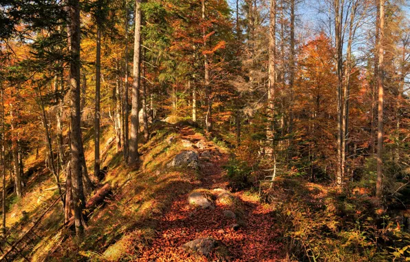 Картинка осень, лес, листья, деревья, природа, colors, forest, Nature