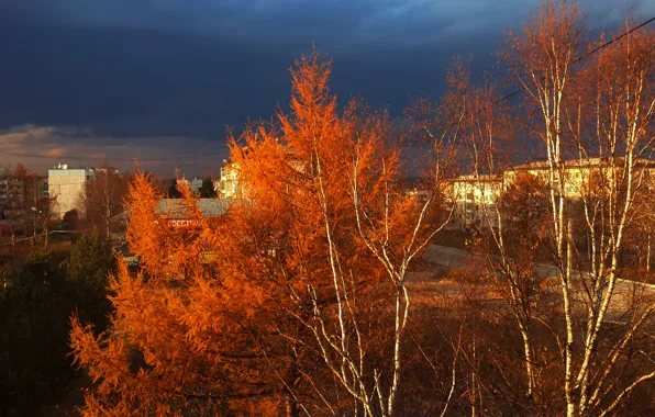 Осень, деревья, темное небо