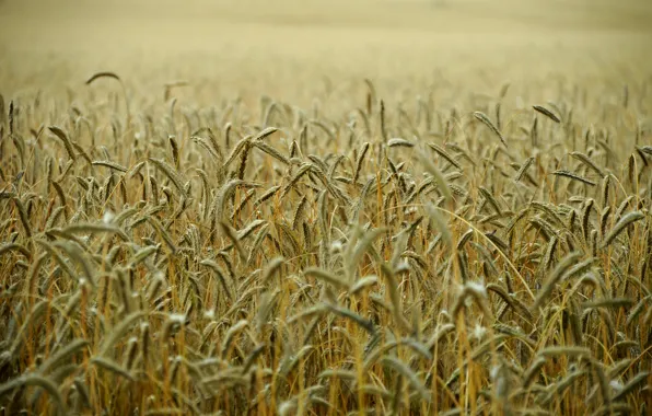 Пшеница, поле, стебли, поле пшеницы