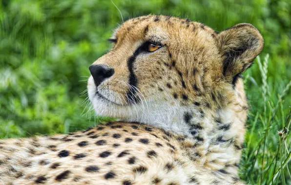Картинка кошка, морда, гепард, профиль, ©Tambako The Jaguar