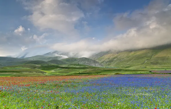 Картинка поле, небо, облака, цветы, горы, долина, Италия, Умбрия