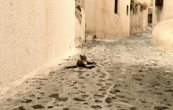 Картинка котенок, серый, улица, лежит