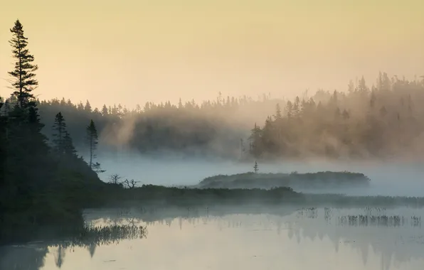Картинка лес, природа, туман, озеро, утро