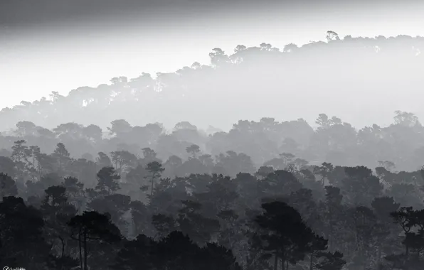 Trees, fog, black and white, mist, b/w, rainforest