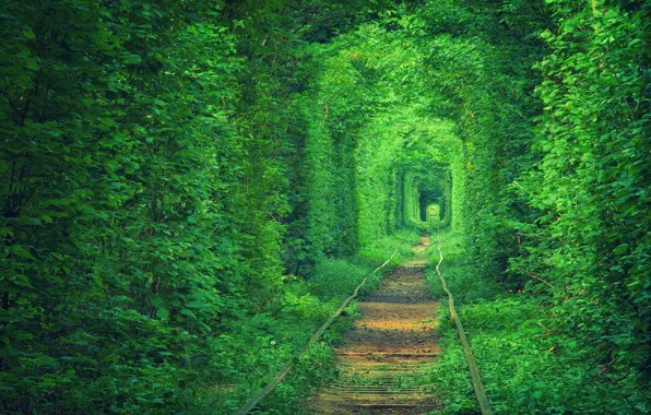 Картинка природа, Украина, трамвайные пути, ж/д дорога, тунэль любви, деревья листва