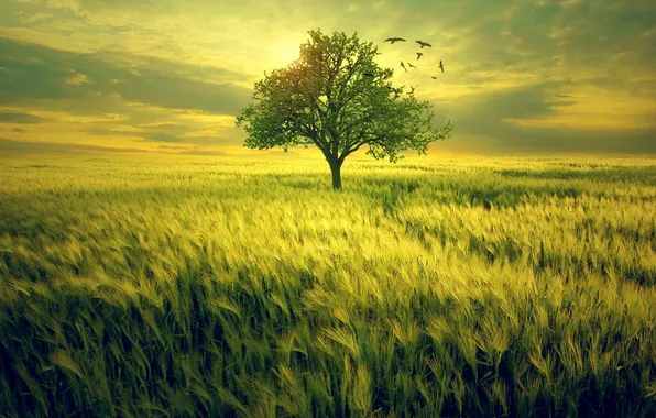 Картинка поле, трава, птицы, дерево
