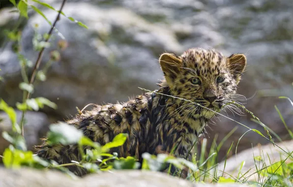 Картинка кошка, трава, леопард, детёныш, котёнок, амурский, ©Tambako The Jaguar
