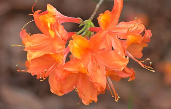 Flowers, Ветвь, Оранжевые цветы, Orange flowers