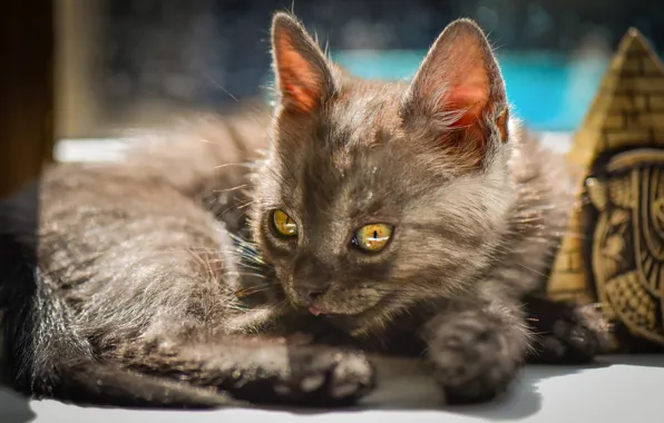 Кошка, взгляд, свет, поза, котенок, серый, окно, лежит