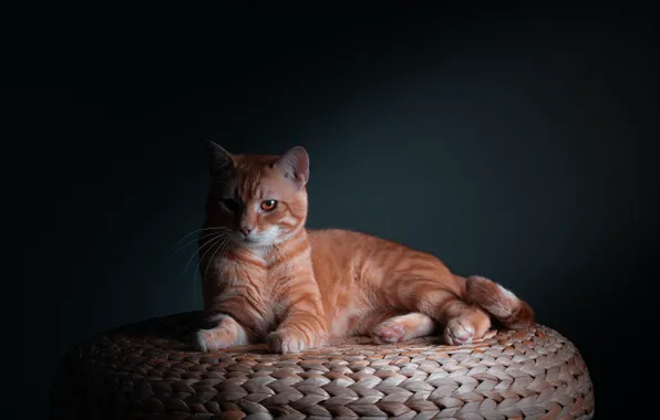 Кошка, кот, свет, темный фон, рыжий, лежит, желтые глаза, лежанка