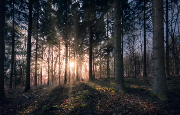 Лес, туман, утро