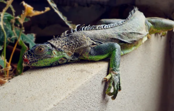 Wallpaper, animal, lizard, magnificent, high, splendid, resolution