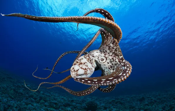 Sea, octopus, water