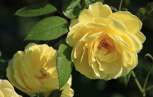 Листья, розы, лепестки