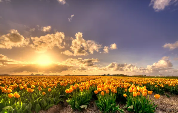 Поле, лепестки, тюльпаны, Нидерланды, цветение, много, жёлтые