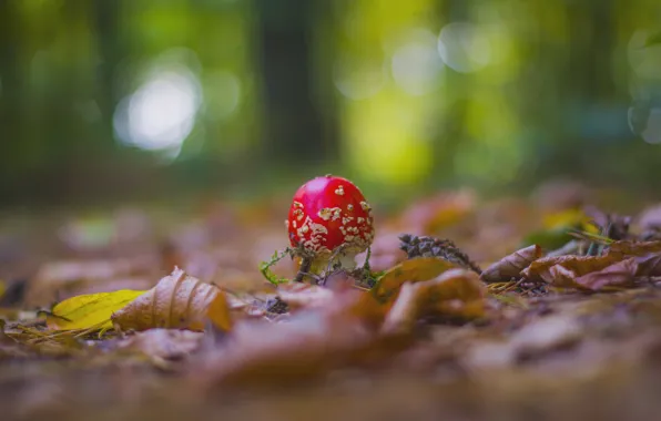 Картинка природа, грибы, размытие, мухомор, боке