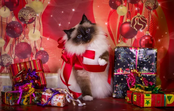 Картинка кошка, фон, праздник, новый год, рождество, подарки, бантики, коробки