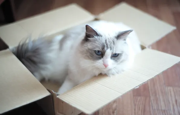 Картинка кошка, глаза, коробка
