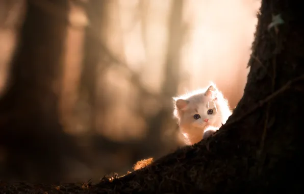 Лес, кошка, белый, взгляд, свет, ветки, природа, туман