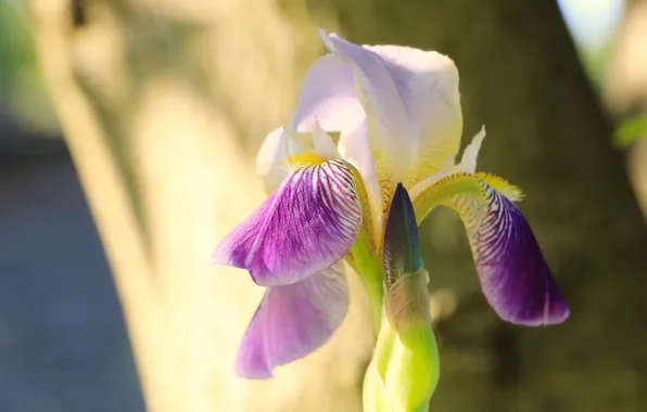 Flower, spring, lily
