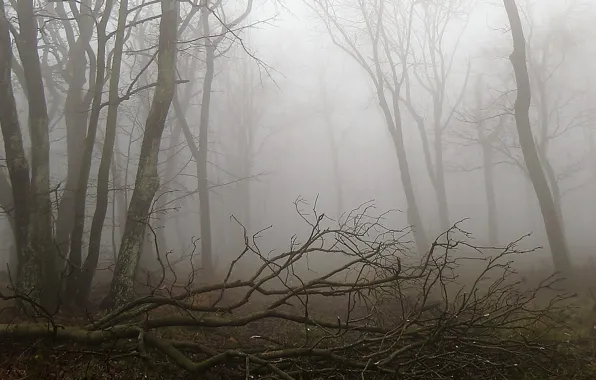 Лес, туман, Осень, forest, autumn, fog