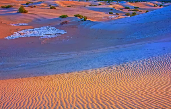 Картинка песок, пейзаж, закат, природа, пустыня, растения, бархан, desert