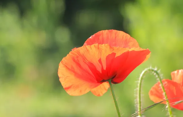 Red, flower, poppy