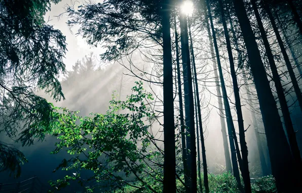 Картинка лес, солнце, свет, деревья, природа